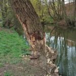 Agresja i narkotyki – interwencja zakończona zarzutami