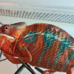 Nowi funkcjonariusze rozpoczęli adaptację zawodową